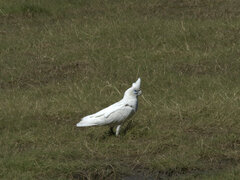 Cacatua sanguinea