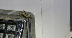 Oecanthus nigricornis