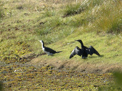 Phalacrocorax sulcirostris