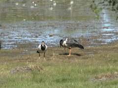 Anseranas semipalmata