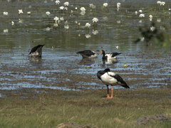 Anseranas semipalmata