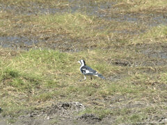 Grallina cyanoleuca