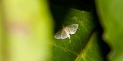Herpetogramma aeglealis