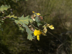 Bossiaea bossiaeoides