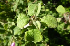 Cistus