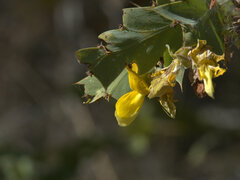 Bossiaea bossiaeoides