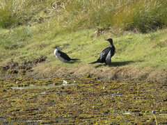 Phalacrocorax sulcirostris