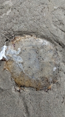 Chrysaora fuscescens