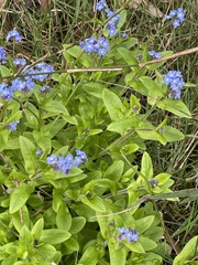 Myosotis sylvatica