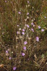 Xeranthemum annuum