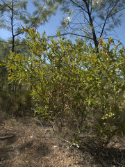 Bossiaea bossiaeoides