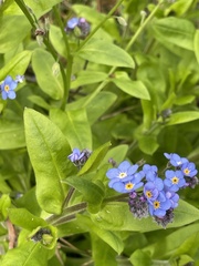 Myosotis sylvatica