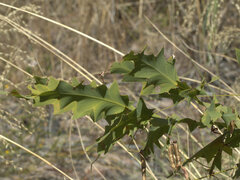 Bossiaea bossiaeoides