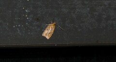 Agonopterix pulvipennella