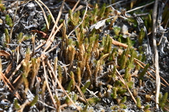 Selaginella rupestris