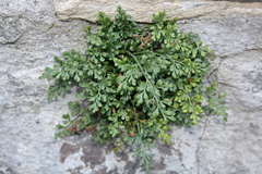 Asplenium ruta-muraria