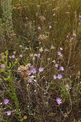 Xeranthemum annuum
