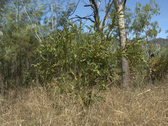 Bossiaea bossiaeoides