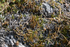 Selaginella rupestris