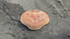 Metacarcinus magister