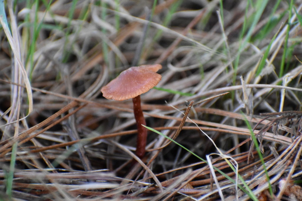 Laccaria laccata · August 2022 · photo: © katysolis (iNaturalist, cc-by-nd)