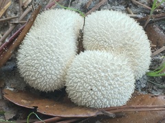 Lycoperdon perlatum image