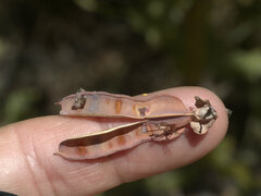 Bossiaea bossiaeoides