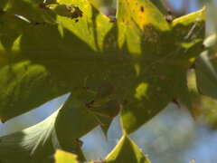 Bossiaea bossiaeoides