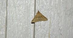 Renia discoloralis