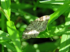 Epirrhoe alternata