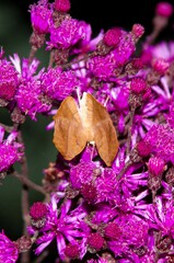 Prochoerodes lineola