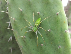 Peucetia viridans