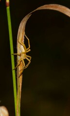 Pisaurina