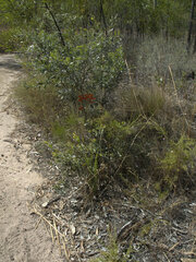 Haemodorum coccineum