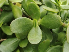 Crassula ovata