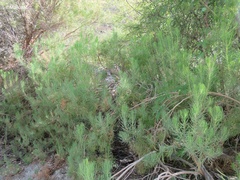Dyscritothamnus filifolius