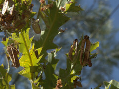 Bossiaea bossiaeoides