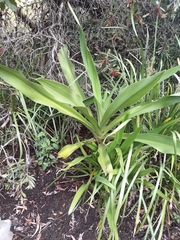 Crinum pedunculatum