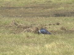 Threskiornis spinicollis