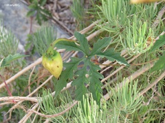 Distimake dissectus dissectus