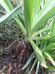 Crinum pedunculatum