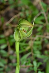 Pterostylis curta