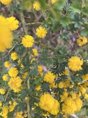 Acacia pulchella