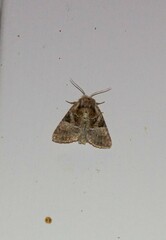 Meropleon ambifusca