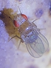 Drosophila melanogaster