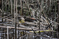 Tachuris rubrigastra