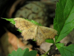 Idaea emarginata