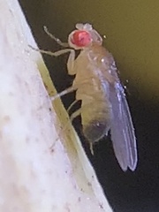 Drosophila melanogaster