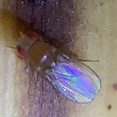 Drosophila melanogaster