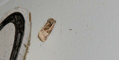 Meropleon ambifusca